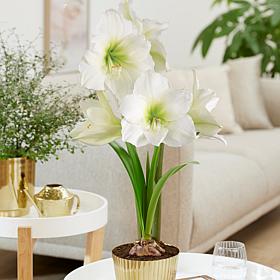 Van Zyverden Amaryllis Kit White w Iron Faux Brass Finish Bulb Planter