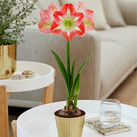 Van Zyverden Amaryllis Minerva Kit with Small Fluted Iron Bulb Planter