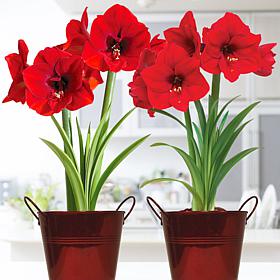 Van Zyverden Amaryllis Red Lion Kit 2-pack with Decorative Planters