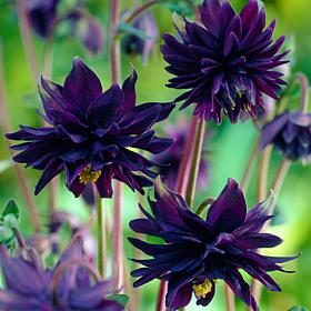 Van Zyverden Aquilegia Columbine Black Barlow Set of 5 Roots