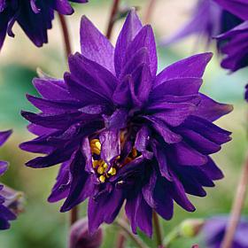 Van Zyverden Aquilegia Columbine Blue Barlow Set of 5 Roots