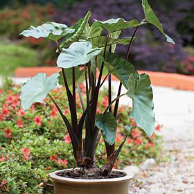 Van Zyverden Black Stem Elephant Ears