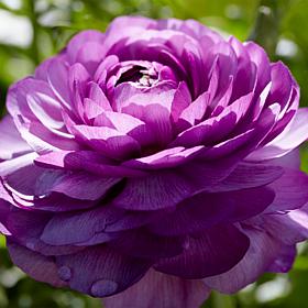 Van Zyverden Butter Cups Ranunculus Double Purple - 7 Bulbs