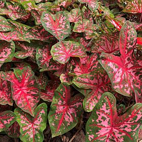 Van Zyverden Caladiums Fancy Leaf Carolyn Whorton Set of 3 Bulbs