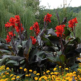 Van Zyverden Cannas Giant Black Knight - 3 Bulbs