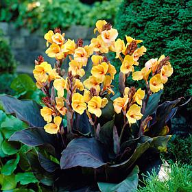 Van Zyverden Cannas Louis Cottin Bulbs 5-pack