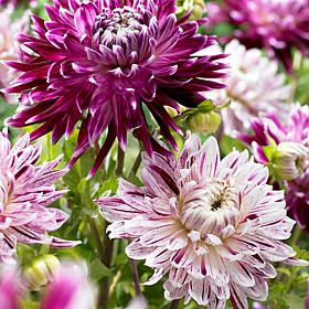 Van Zyverden Dahlias Avancouver Blend Set of 5 Bulbs
