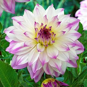 Van Zyverden Dahlias Ferncliff Illusion Set of 5 Bulbs