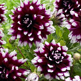 Van Zyverden Dahlias Mystery Day, Set of 3 Bulbs