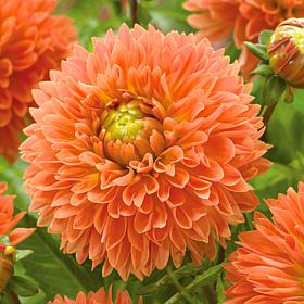 Van Zyverden Dahlias Orange Impact Set of 5 Bulbs