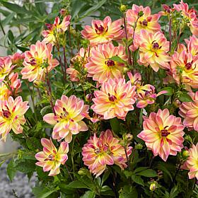 Van Zyverden Dahlias Pacific Ocean Set of 3 Bulbs