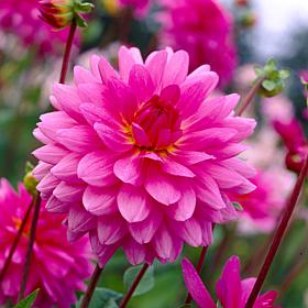 Van Zyverden Dahlias Rosella Set of 5 Bulbs