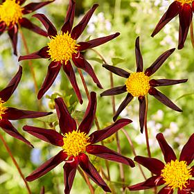 Van Zyverden Dahlias Verrone's Obsidian Set of 5 Bulbs