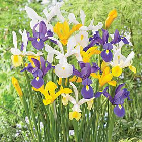 Van Zyverden Dutch Iris Mixed, Set of 50 Bulbs