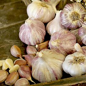 Van Zyverden Garlic Rocambole Spanis Roja - 3 Cloves