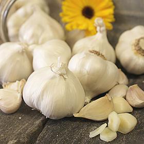 Van Zyverden Garlic Softneck Silverskin Silver Rose Set of 3 Bulbs