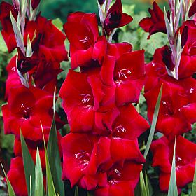 Van Zyverden Gladiolus Large Flowering Espresso Set of 12 Bulbs