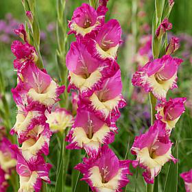 Van Zyverden Gladiolus Large Flowering Extravert - 12 Bulbs 