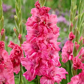 Van Zyverden Gladiolus Large Flowering Kingston Ruffle - 12 Bulbs 