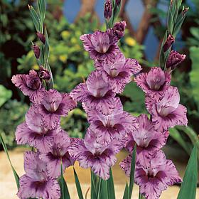 Van Zyverden Gladiolus Large Flowering Passos Set of 12 Bulbs