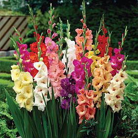 Van Zyverden Gladiolus Large Flowering Rainbow Mixed - 12 Bulbs