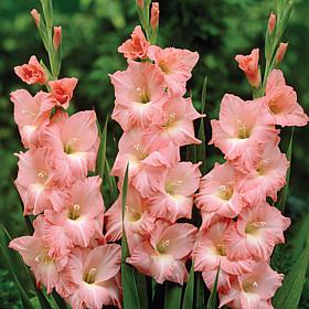 Van Zyverden Gladiolus Large Flowering Rose Supreme Set of 12 Bulbs