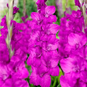 Van Zyverden Gladiolus Large Flowering Sugar Plum - 12 Bulbs 