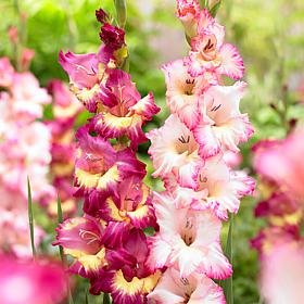 Van Zyverden Gladiolus Priscilla Blend Set of 25 Bulbs