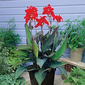 Van Zyverden Goth Patio Gardening Canna Black Night Kit
