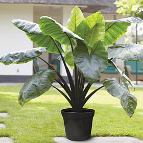 Van Zyverden Goth Patio Gardening Elephant Ear Black Stem Kit