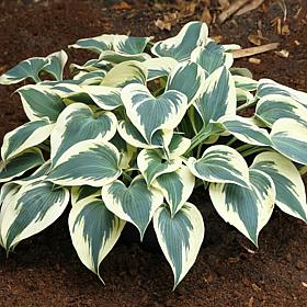Van Zyverden Hosta Firn Line - Set of 3 Roots