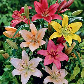 Van Zyverden Lilies Dutch Asiatic Mixture Set of 3 Bulbs