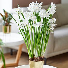 Van Zyverden Paperwhite Kit Ziva with Fluted Iron Bulb Planter
