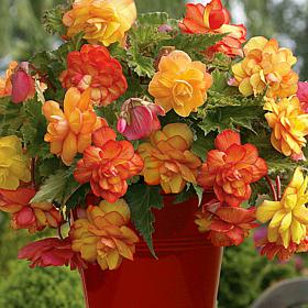 Van Zyverden Patio Begonia Golden Balcony w/ Red Planter, Soil & Pot
