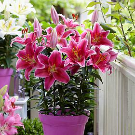Van Zyverden Patio Pink Romance Lilies Kit