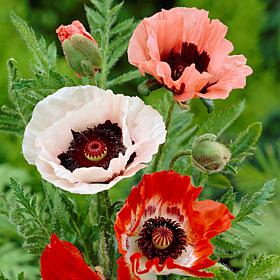 Van Zyverden Poppies Mixed Set of 3 Roots