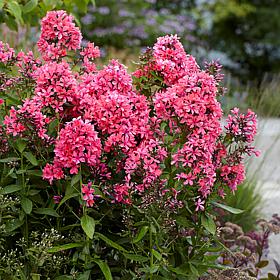Van Zyverden Tall Phlox Paniculata Cleopatra Set of 9 Roots