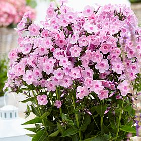 Van Zyverden Tall Phlox Rainbow Dancer Set of 3 Roots