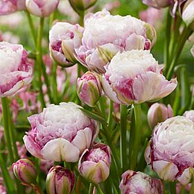 Van Zyverden Tulips Double Surprise, Set of 12 Bulbs