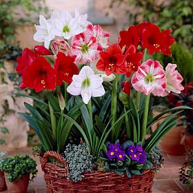 VanZyverden Amaryllis Indoor Mixed 5-piece Bulb Set