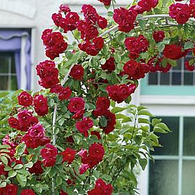 VanZyverden Climbing Rose CL Blaze - 1 Root Stock