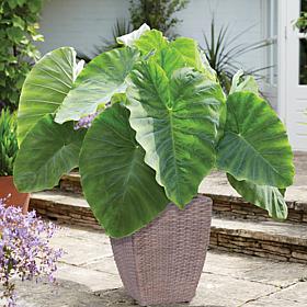 VanZyverden Elephant Ear Kit w/ Planter, Planting Medium and Bulb