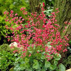 VanZyverden Heuchera Firefly Roots 5-Pack