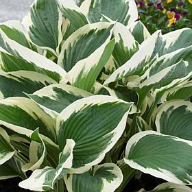 VanZyverden Hosta Patriot - Set of 3 Roots
