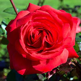 VanZyverden Mister Lincoln Roses 3-Pack