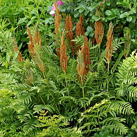 Woodland Plant Cinnamon Fern Set of 3 Roots